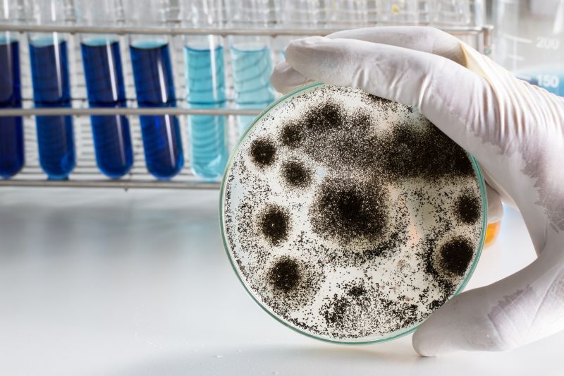 ERMI Testing in Plano, TX