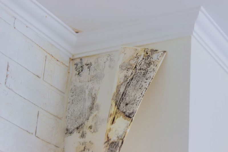 Attic Mold Remediation in Fort Lauderdale, FL