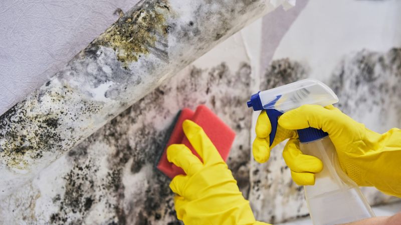 Mold Abatement in Denton, TX